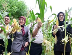 Aliyah Mustika Ilham Hadiri Panen Raya di Lapas Kelas I Makassar, Dukung Pembinaan Kemandirian Warga Binaan