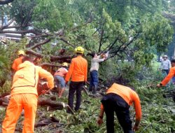 Sinergi BPBD dan Damkar Kota Makassar Tangani Pohon Tumbang di Maricaya Selatan Kompleks Marindah