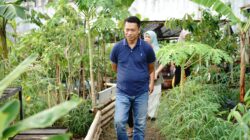 Camat Tallo Tinjau Urban Farming Kalukuang, Wujudkan Ketahanan Pangan Berbasis Masyarakat